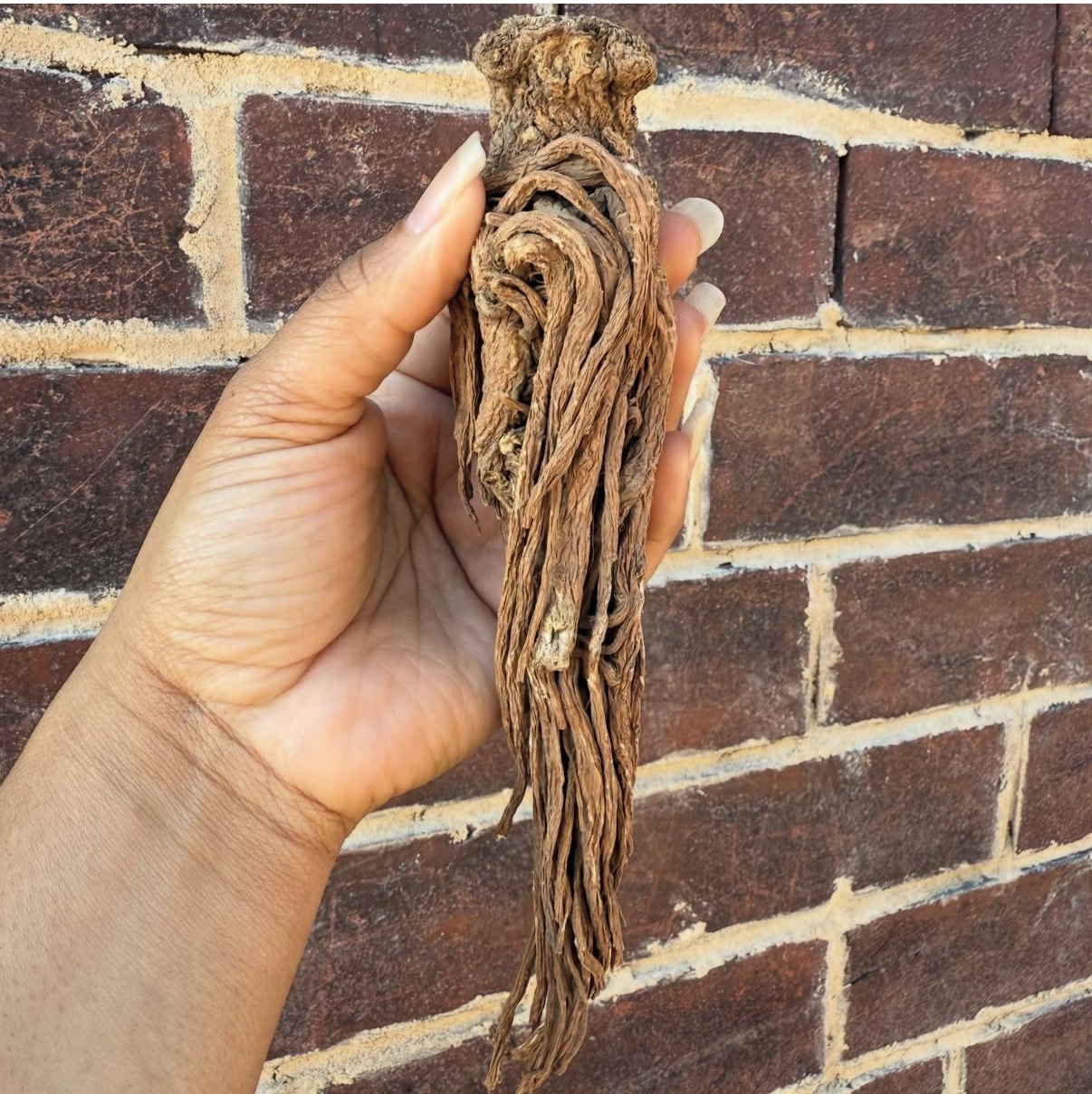 Master Root XL - Magdalenas Botanica l Hoodoo & Conjure l Supply Shop